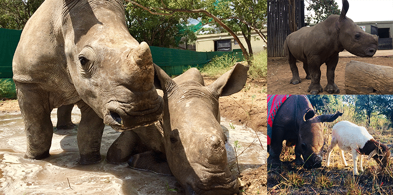 The Boucher Legacy - The rhino orphanage article