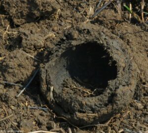 Rhino dung ball broken open by a predator