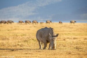 Manfred J Foeger. White rhino grazing in East Africa