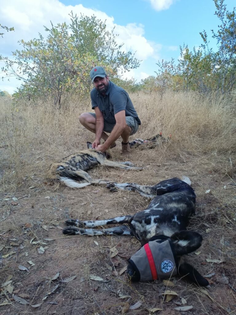 Wild Dogs Wounds Treated