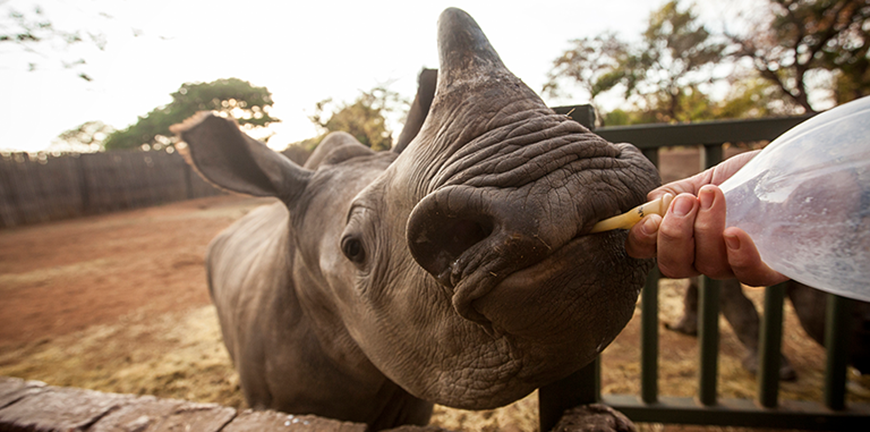 Baby rhino orphan at the rhino orphanage Limpopo